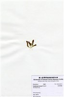 藏品(短尖假羽藻)的圖片